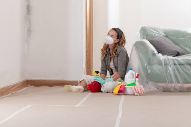 Reliable Mold Remediation contractor in Carrollton, KY by 24 Hour Mold Removal